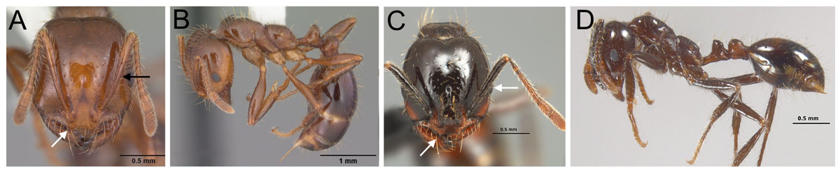 Fig 21